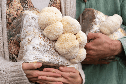 Growers holding lion's mane in grow bags