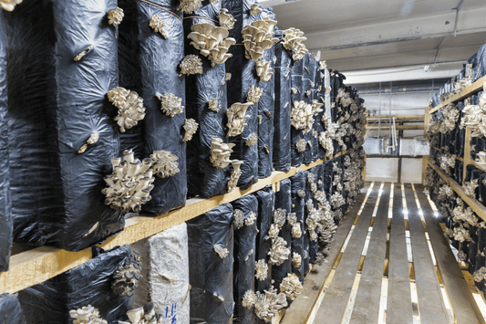 Mushroom farming - mushroom growing from grow bags