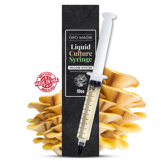 Liquid Culture yellow oyster syringe