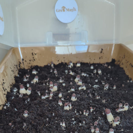 How Much Substrate To Use In A Monotub?