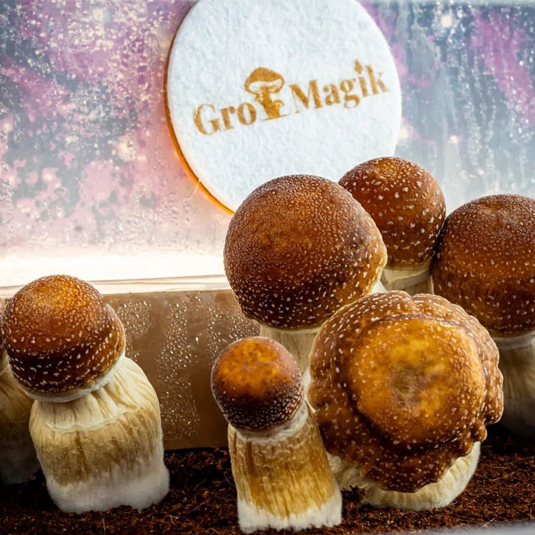 gro magik monotub filter discs in use