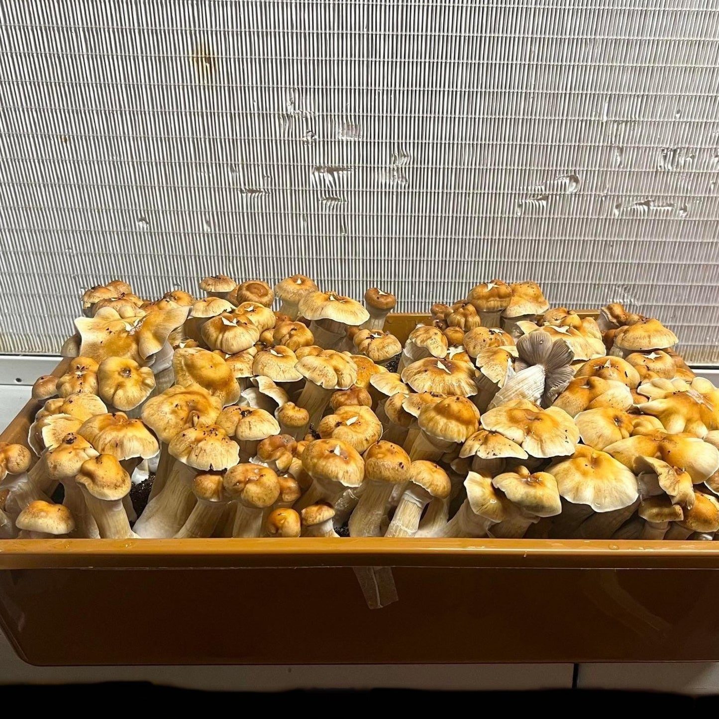mushroom growing in grow magik tote