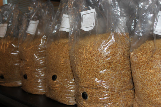 sterilized mushroom spawn grain bags