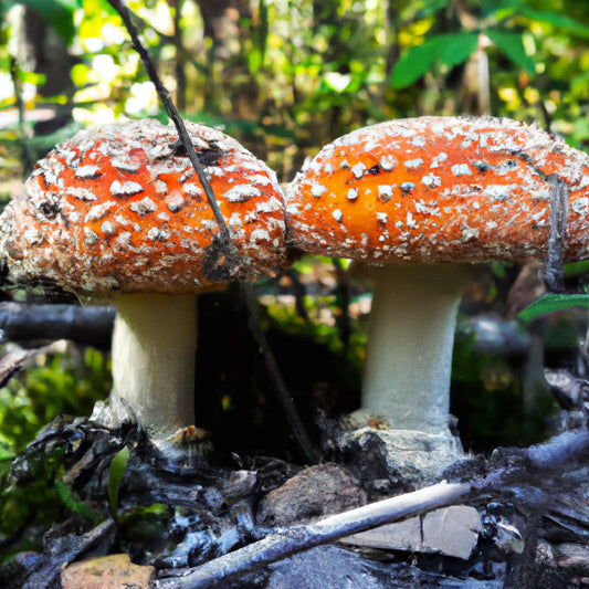 What Happens If You Eat Amanita Muscaria Mushrooms