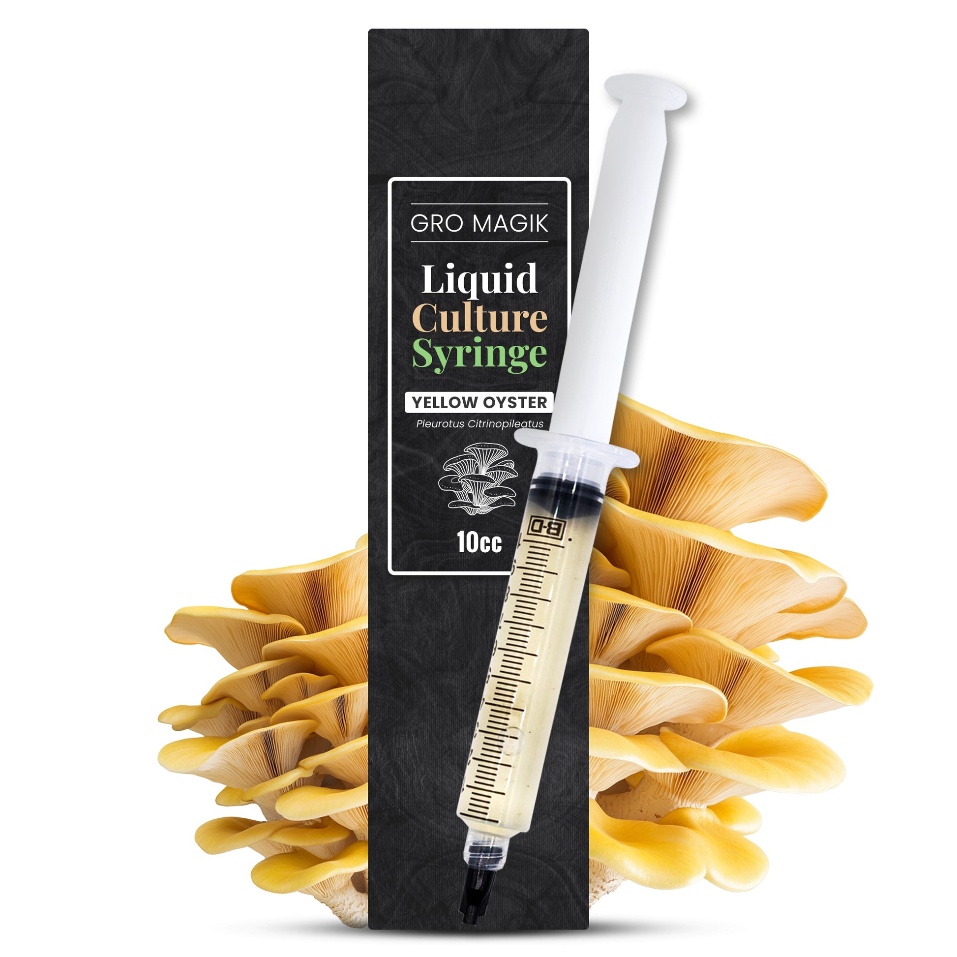 yellow oyster mushroom liquid culture syringe