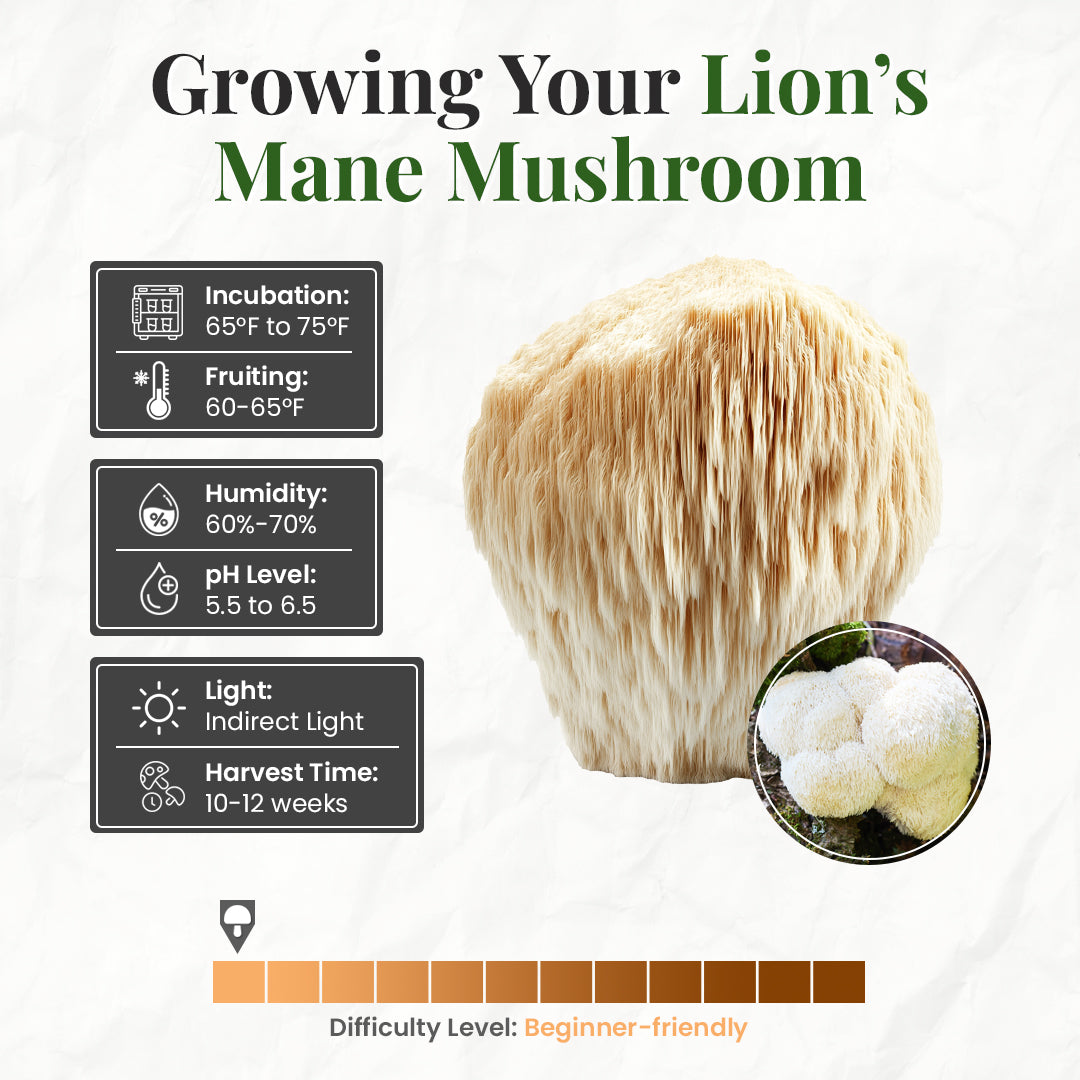 how to grow lions mane mushrooms