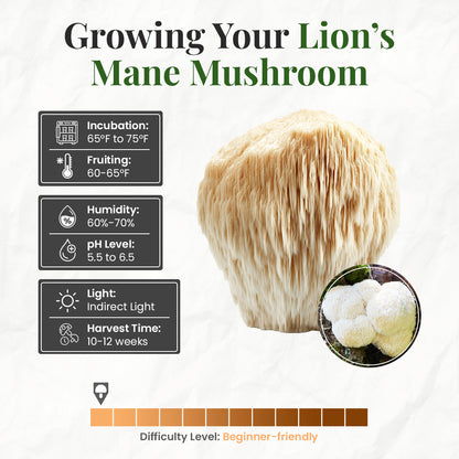 how to grow lions mane mushrooms