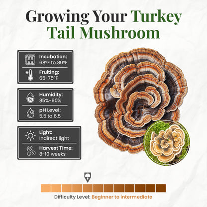 how to grow turkey tail mushrooms