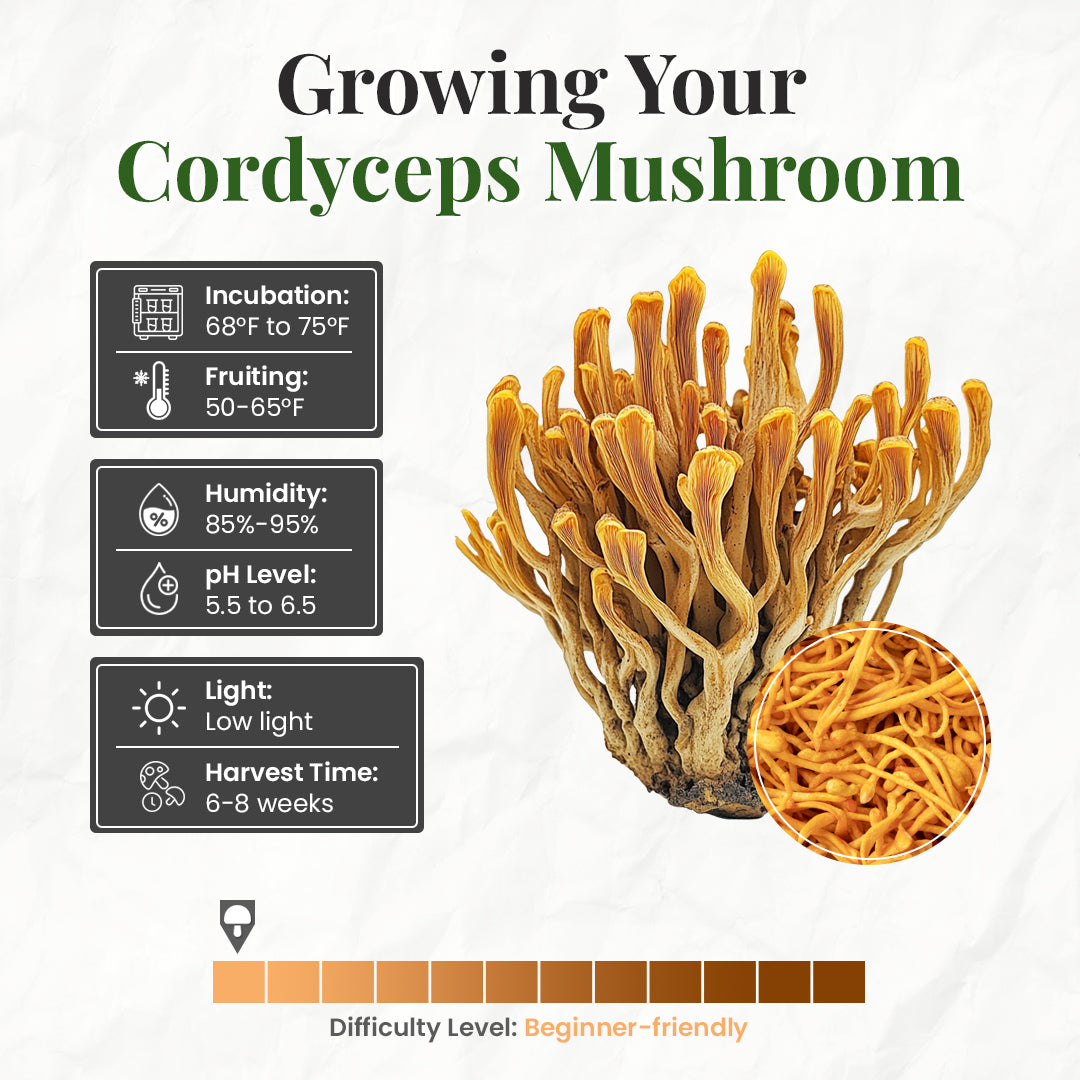 how to grow cordyceps