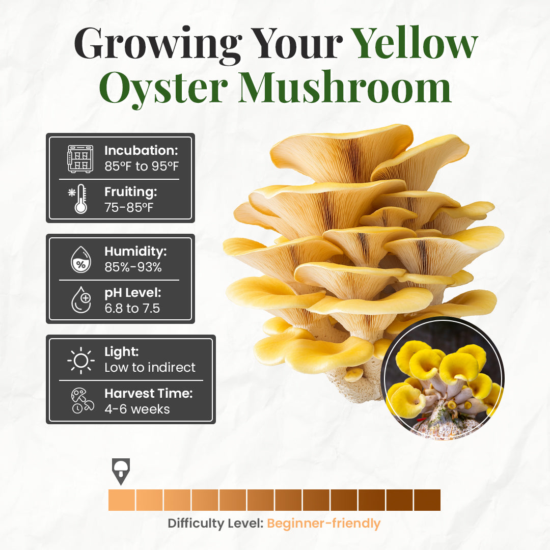 how to grow yellow oyster mushrooms