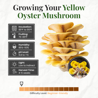 how to grow yellow oyster mushrooms