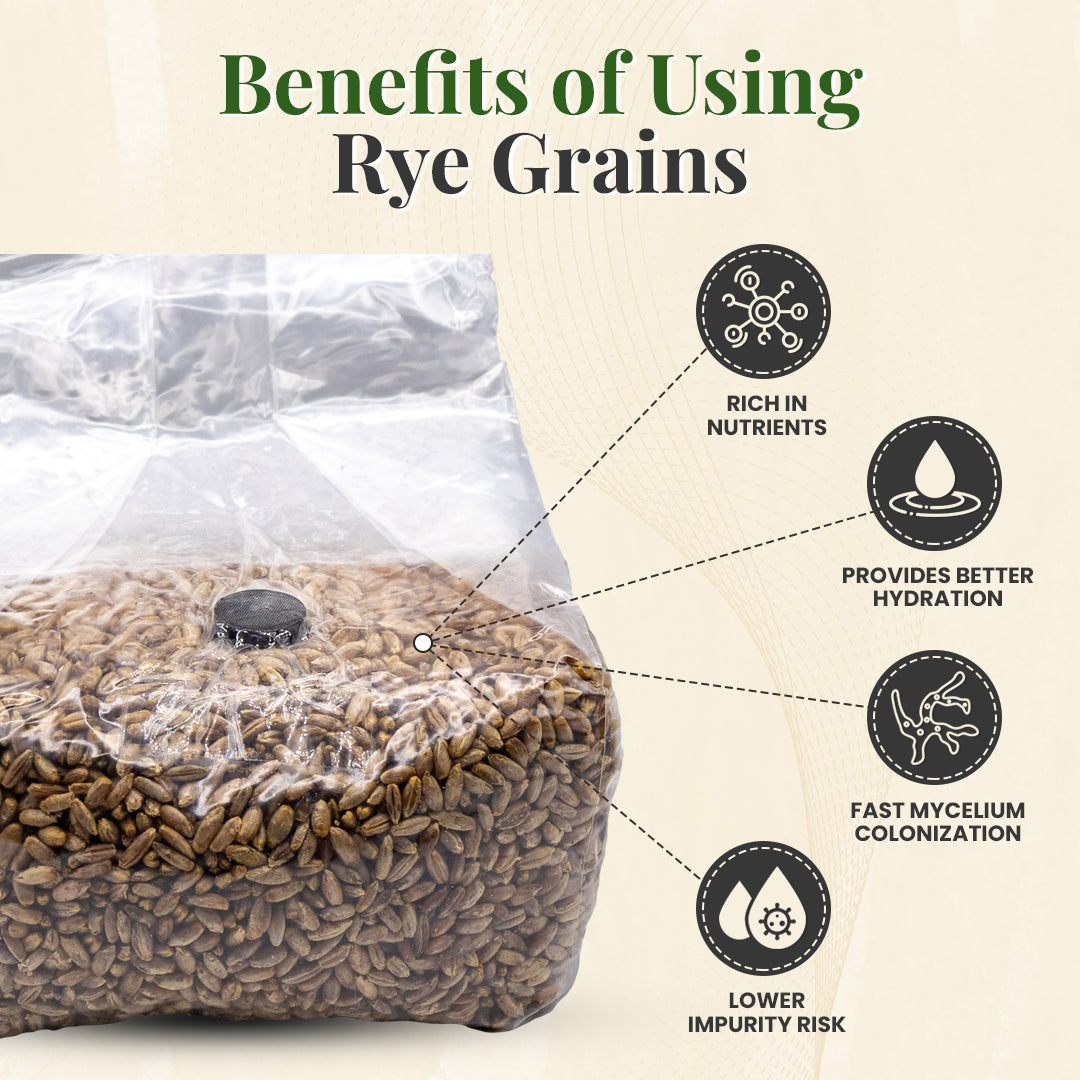 benefits of using rye grain for growing mushrooms