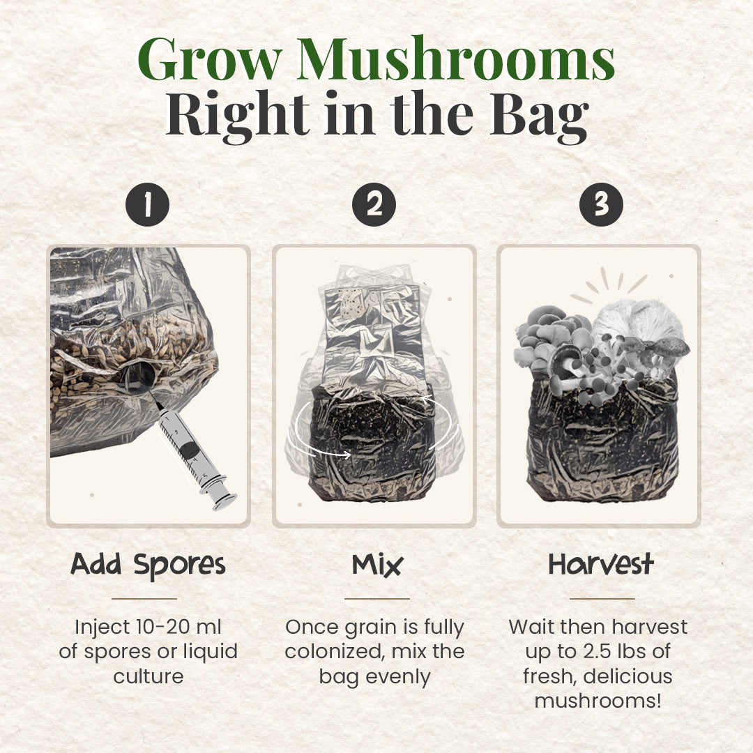 3 east steps t grow mushrooms in grow bag