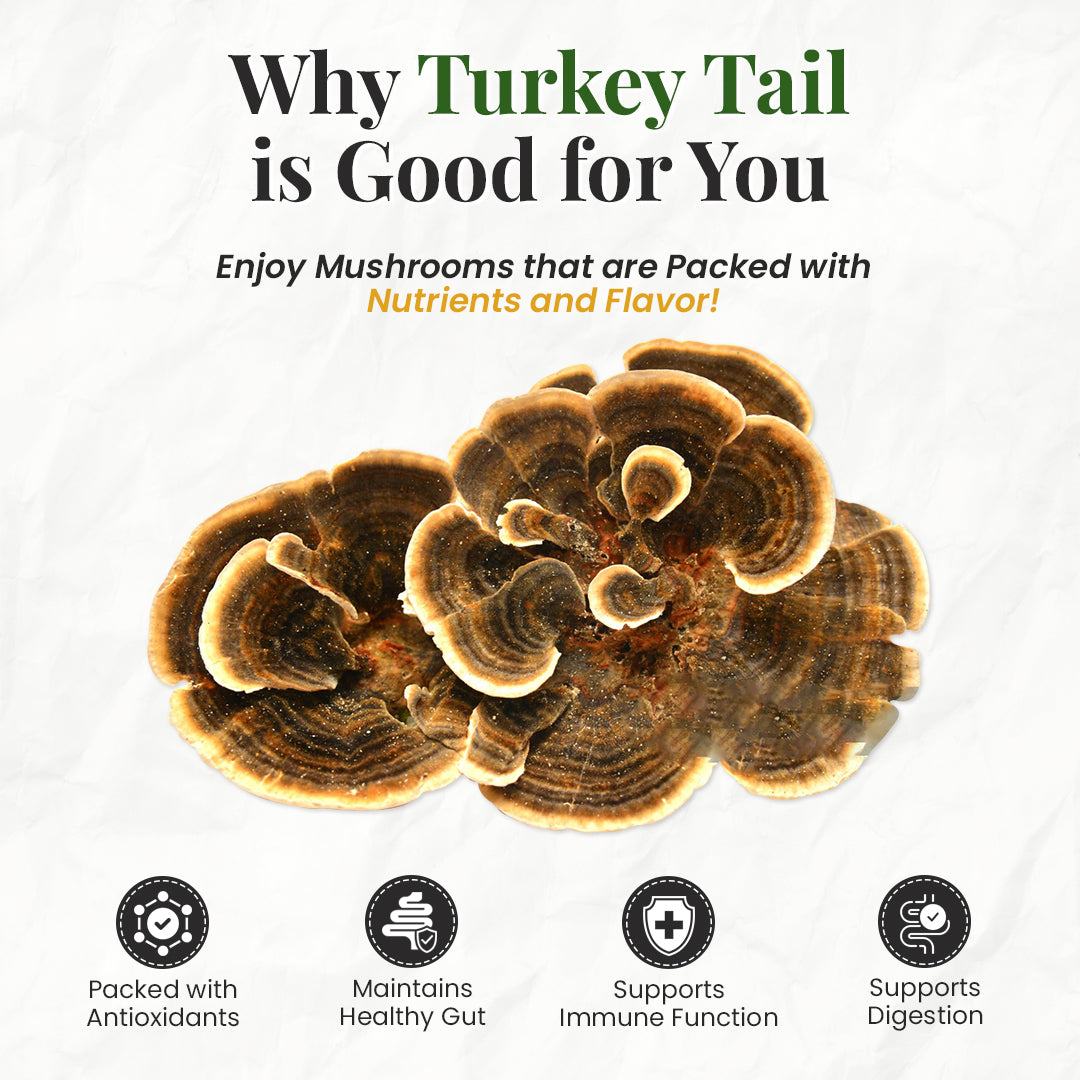 benefits of turkey tail mushrooms