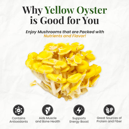 benefits of yellow oyster mushrooms