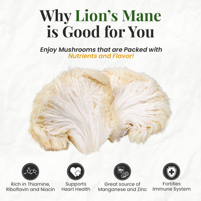 benefits of lion mane mushrooms