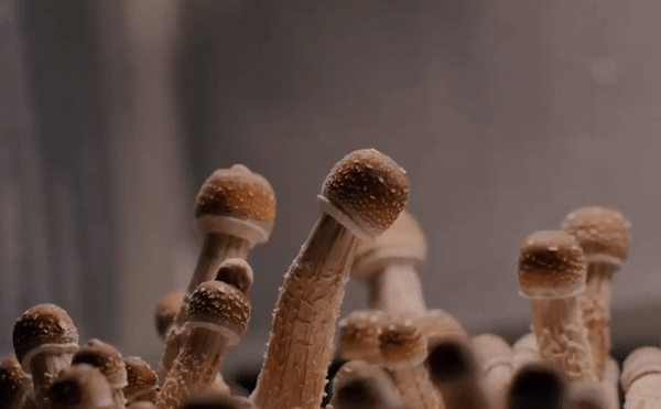 mushrooms growing in gromagik monotub tote