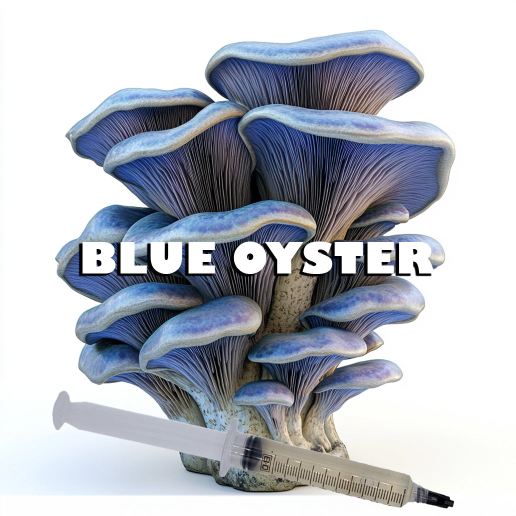 blue oyster mushroom liquid culture syringe