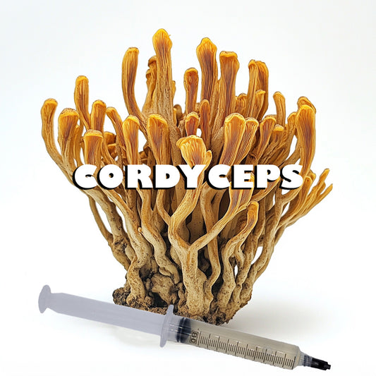 cordyceps militaris mushroom liquid culture syringe