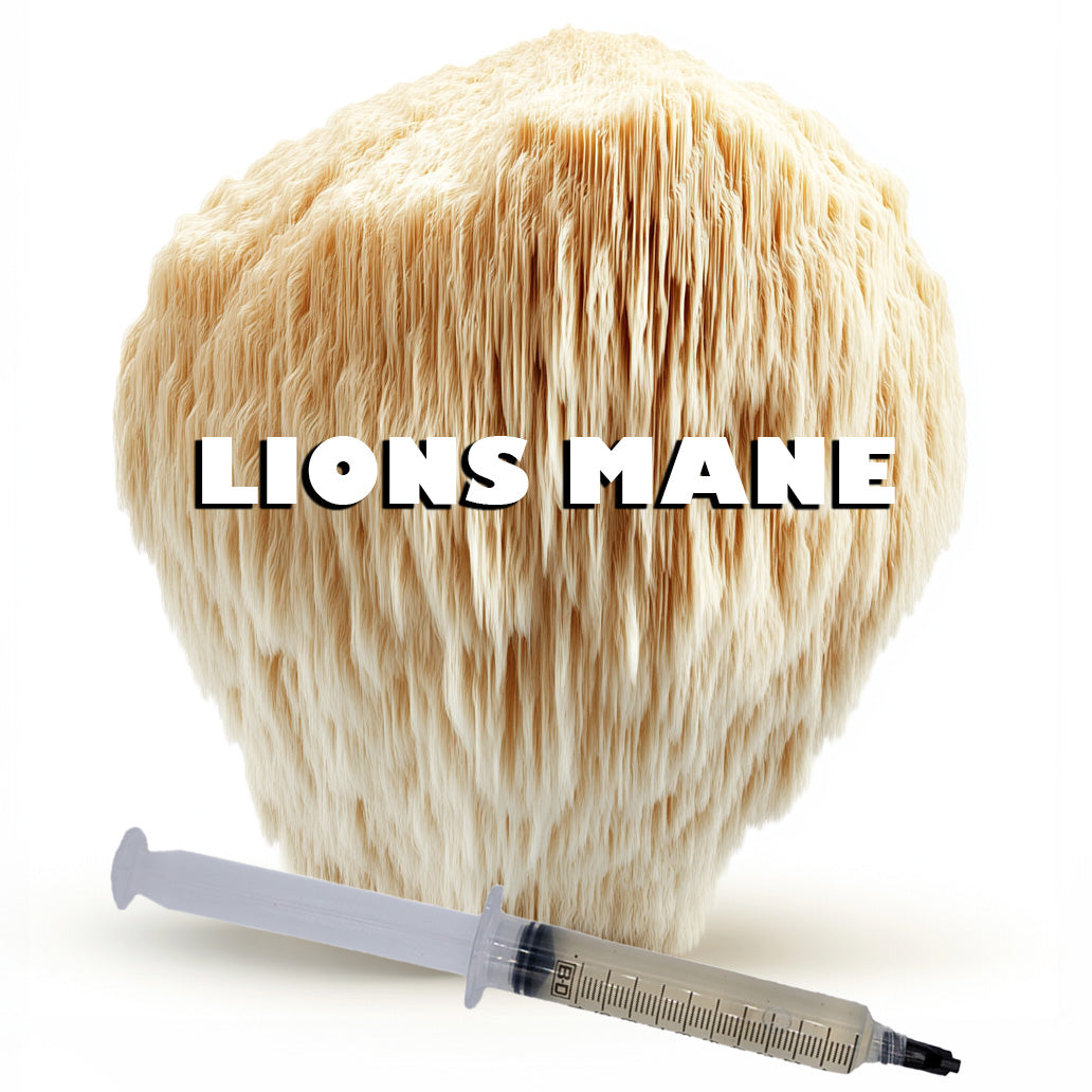 lion's mane mushroom liquid culture syringe