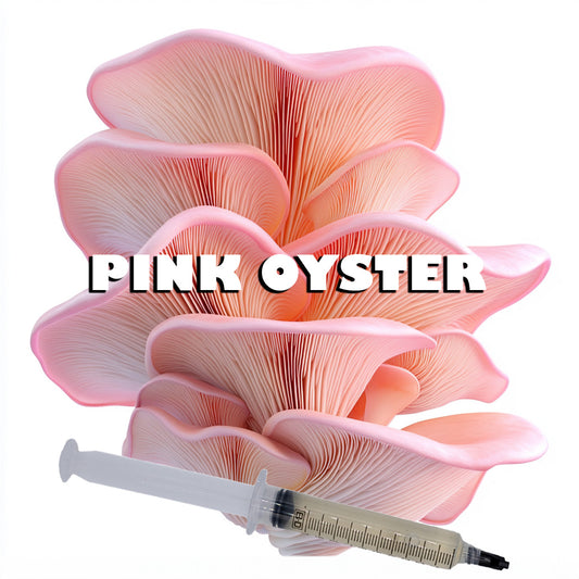 pink oyster mushroom liquid culture syringe