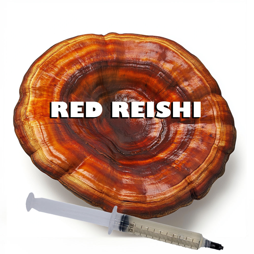 red reishi liquid culture syringe