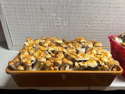 Gro Magik Complete Mushroom Grow Kit