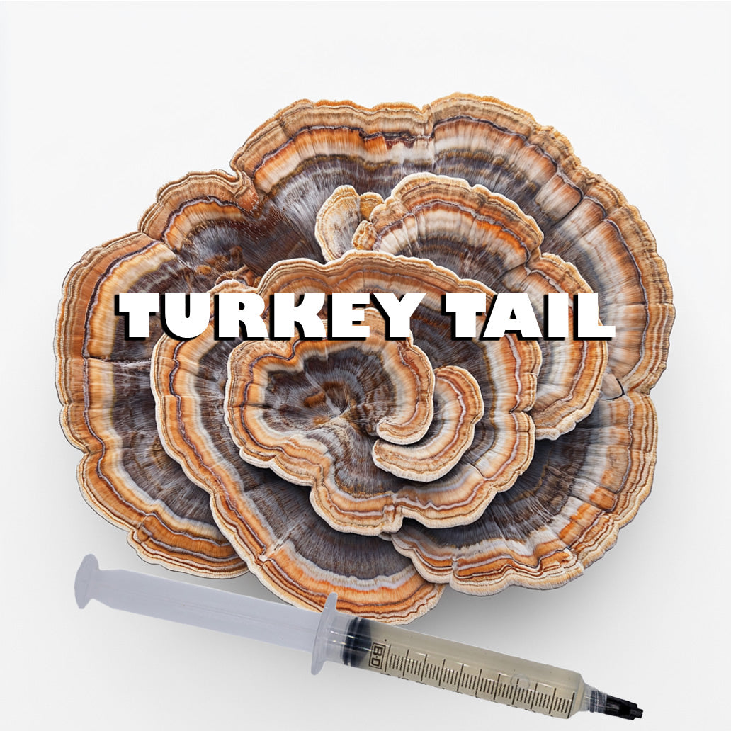 turkey tail mushroom liquid culture