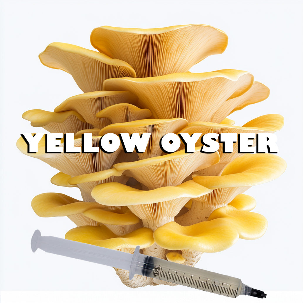 Yellow Oyster Liquid Culture Syringe